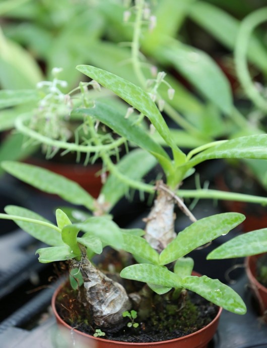 Terrarium plants Scilla Pauciflora