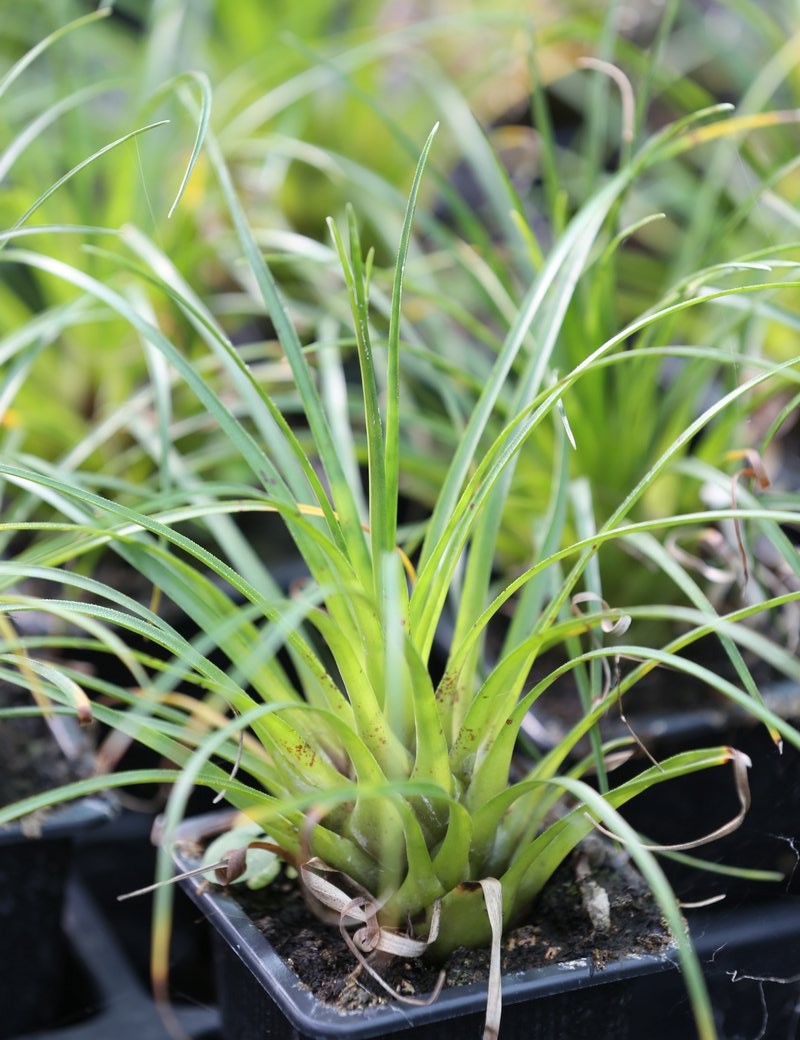 Plantes terrariums Vriesa corea aurea