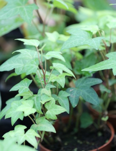 Terrarium plants Hedera Helix - Common ivy