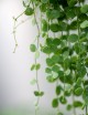 Terrarium plants Dischidia nummularia
