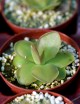 Plante carnivore Pinguicula x Sethos