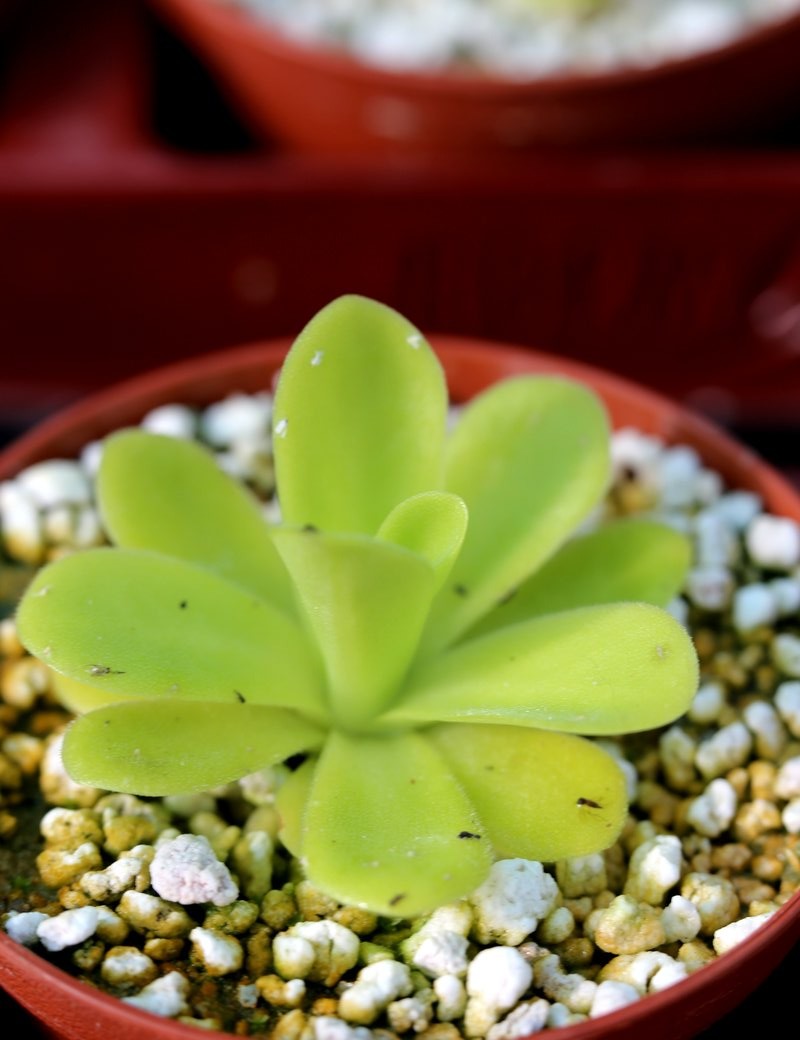 Plante carnivore Pinguicula agnata Larg Yellow leaf