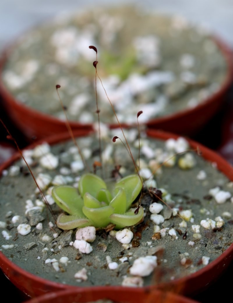 Plante carnivore Pinguicula Kondoï