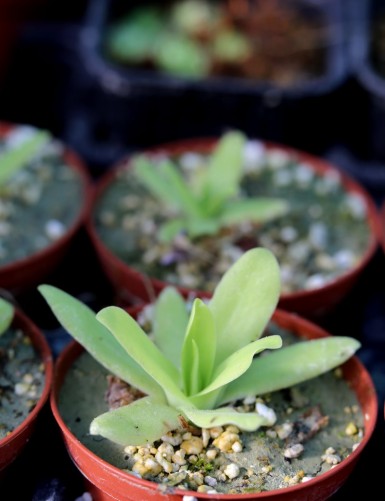 Plante carnivore Pinguicula gigantea alba x moctezumae