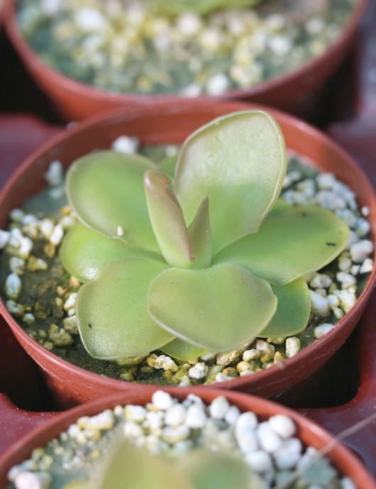 Plante carnivore Pinguicula x Sethos