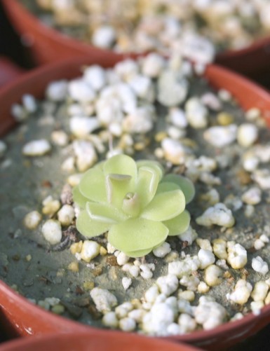 Plante carnivore Pinguicula x Versailles