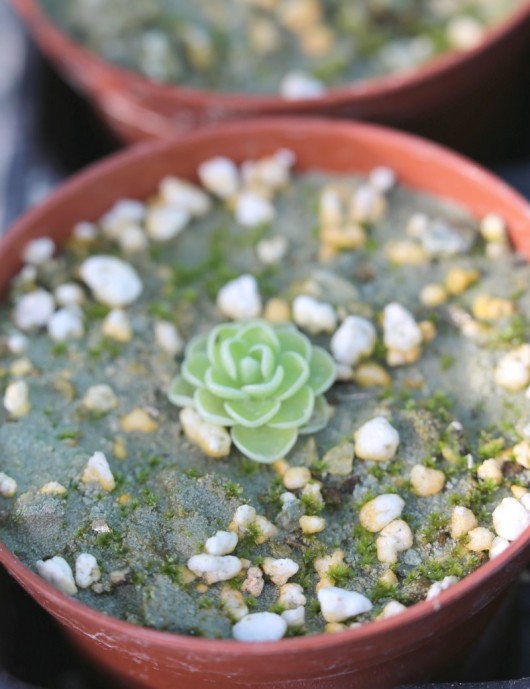 Plante carnivore Pinguicula jaumavensis