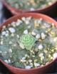 Plante carnivore Pinguicula jaumavensis
