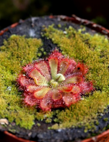 Drosera aliciae plante carnivore