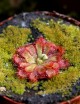 Drosera aliciae plante carnivore