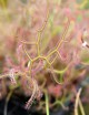 Drosera binata var. multifida plante carnivore