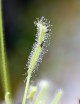 Drosera capensis blanc - 'Albino' plante carnivore