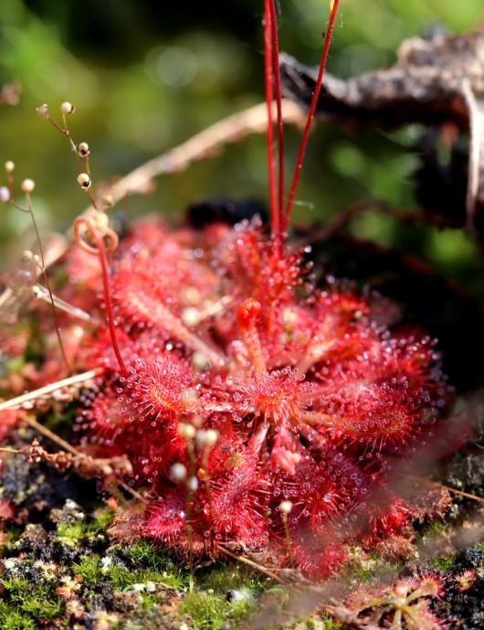 Drosera spatulata var. carnivorous plant