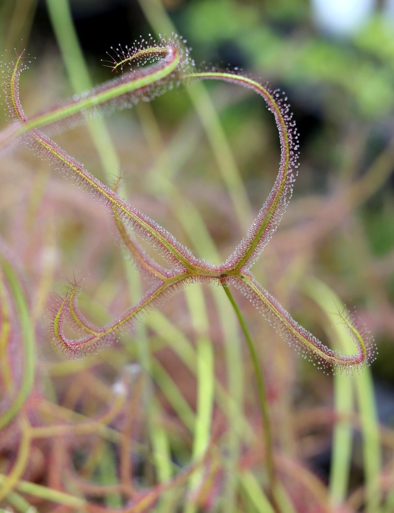Drosera binata 'Marston Dragon' plante carnivore