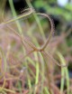 Drosera binata 'Marston Dragon' plante carnivore