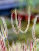 Drosera binata 'copper leaves' carnivorous plant
