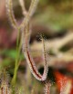 Drosera binata 'copper leaves' carnivorous plant