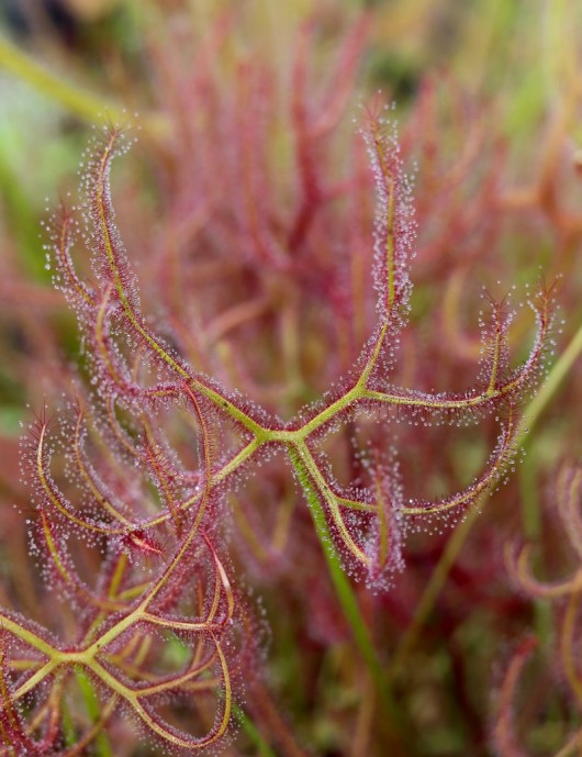 Drosera binata var multifida extreme carnivorous plant
