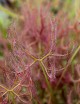 Drosera binata var multifida extrema plante carnivore