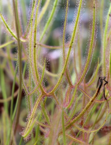 Drosera binata var. dichotoma giant form carnivorous plant