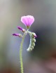 Drosera capensis 'feuilles poilues' plante carnivore