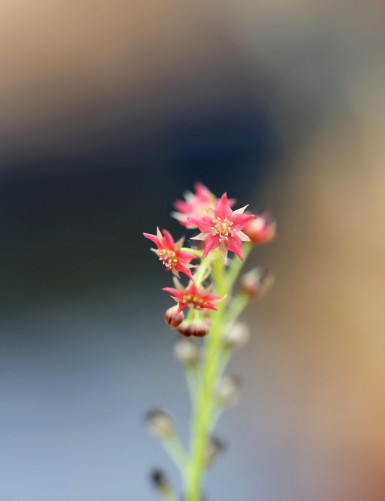 Drosera adelae plante carnivore