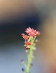 Drosera adelae plante carnivore