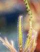 Drosera adelae plante carnivore