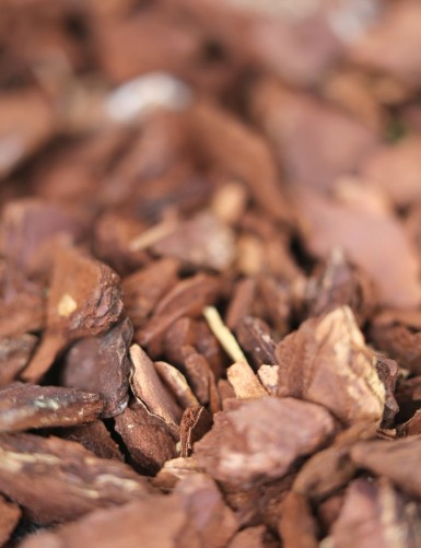 Écorces de pin