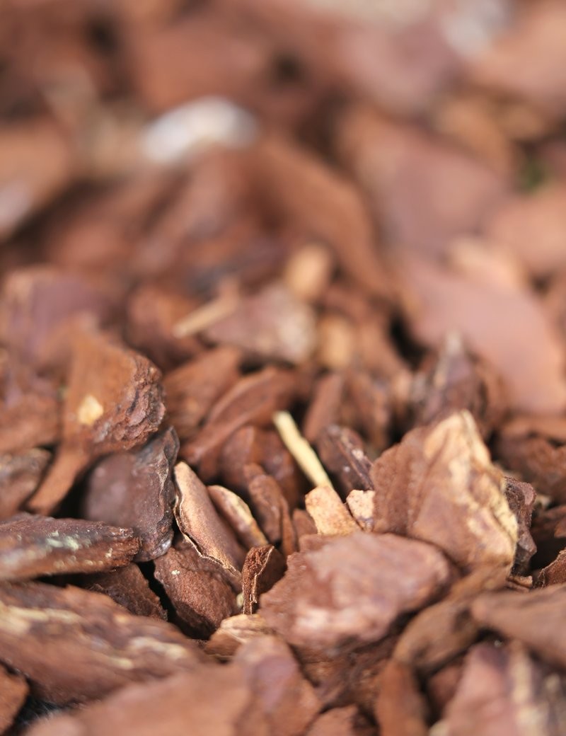 Écorces de pin