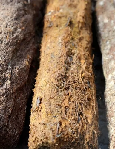 Xaxim (tree fern) trunk for terrarium