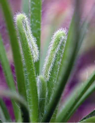 Drosera capensis 'feuilles poilues' plante carnivore