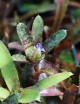 Plante terrarium Neoregelia 'Adonis'