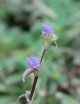 Terrarium plants Tradescantia tomentosa