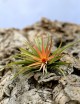 Tillandsia velutina - 10 à 12 cm fille de l'air
