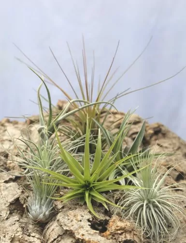 Pack découverte - 7 tillandsia Premium fille de l'air
