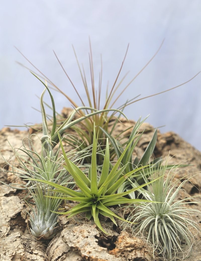 Pack découverte - 7 tillandsia Premium fille de l'air