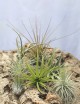 Kit découverte - 7 tillandsias Fille de l'air