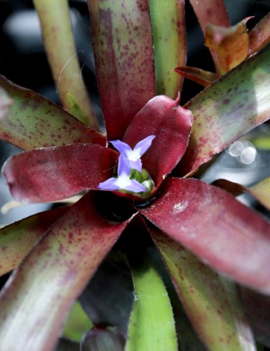 Amazon Neoregelia terrarium plant