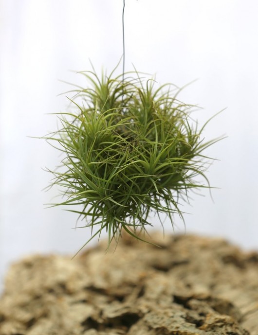 Tillandsia bergeri in tuft - 15 to 20 cm air plant