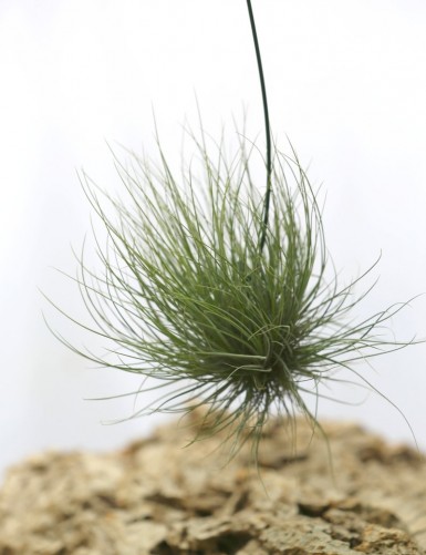 Tillandsia barthramii in tuft - 15 to 20 cm air plant