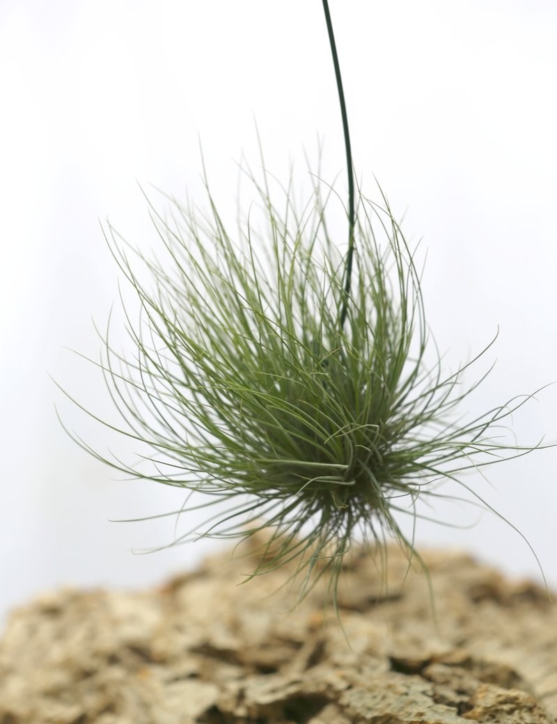 Tillandsia barthramii in tuft - 15 to 20 cm air plant