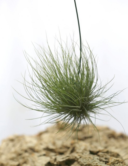 Tillandsia barthramii in tuft - 15 to 20 cm air plant