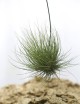 Tillandsia barthramii in tuft - 15 to 20 cm air plant