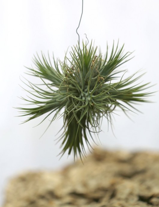 Tillandsia ionantha en touffe - 4 à 8 cm fille de l'air