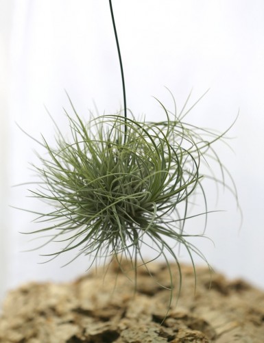 Tillandisa juncea in tuft - 30 to 35 cm air daughter