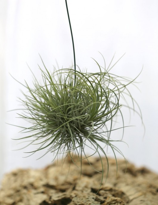 Tillandisa juncea in tuft - 30 to 35 cm air daughter