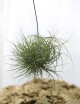Tillandisa juncea in tuft - 30 to 35 cm air daughter