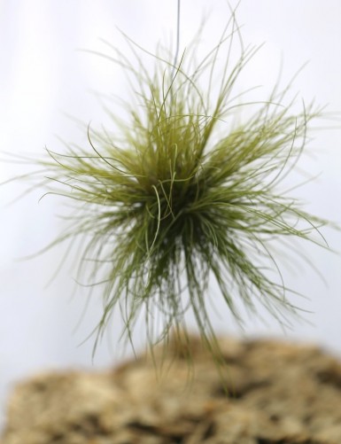 Tillandsia pseudosetacea in tuft daughter of the air
