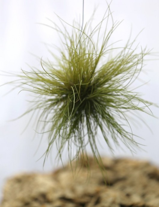 Tillandsia pseudosetacea en touffe fille de l'air